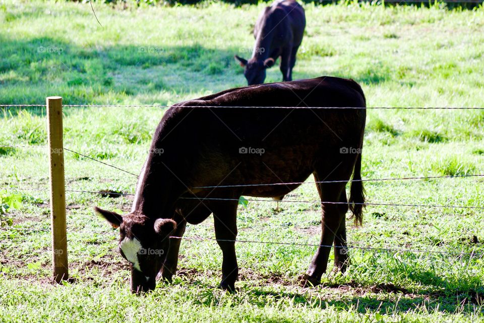 A steer pokes his head through a wire fence because "the grass is always greener on the other side"