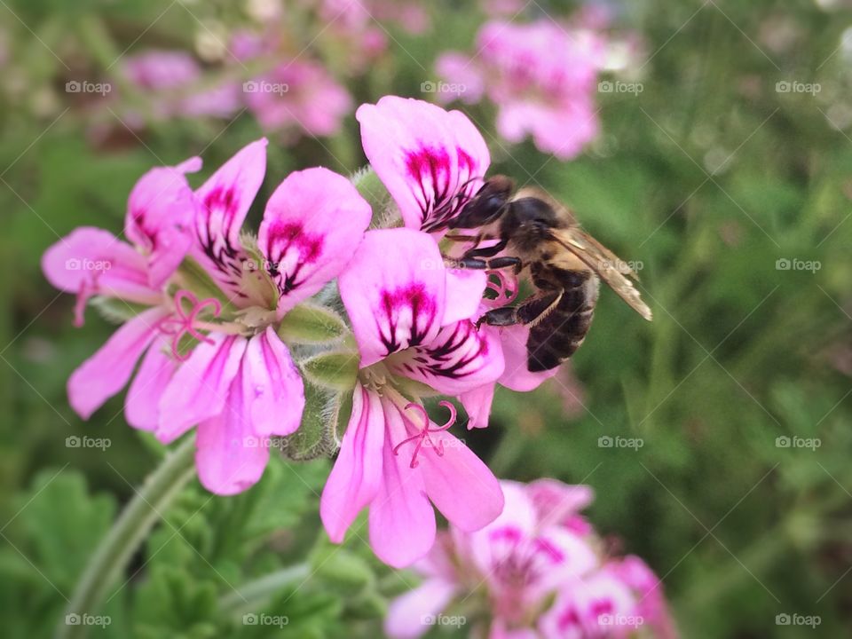 bee on the flower. close up for a bee on a flower