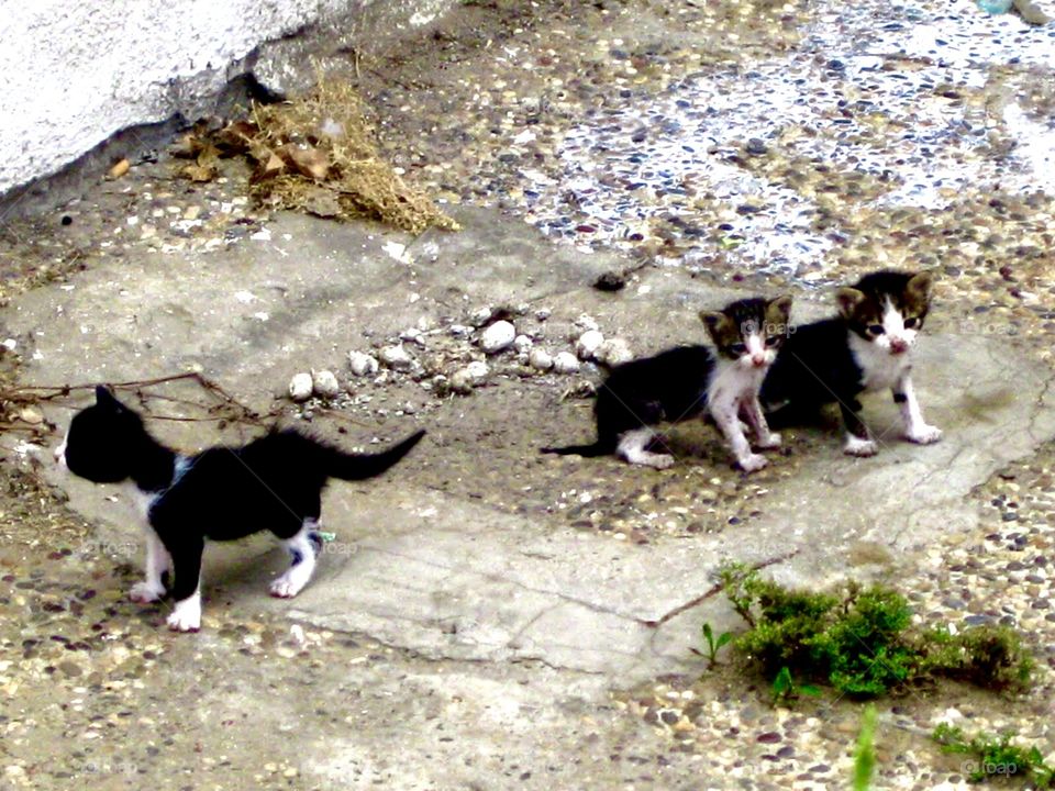 Tiny alley kittens in Casablanca