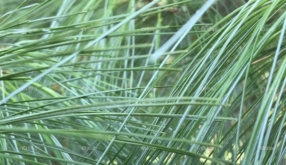 Pine needles. Evergreen tree. Lines in nature 