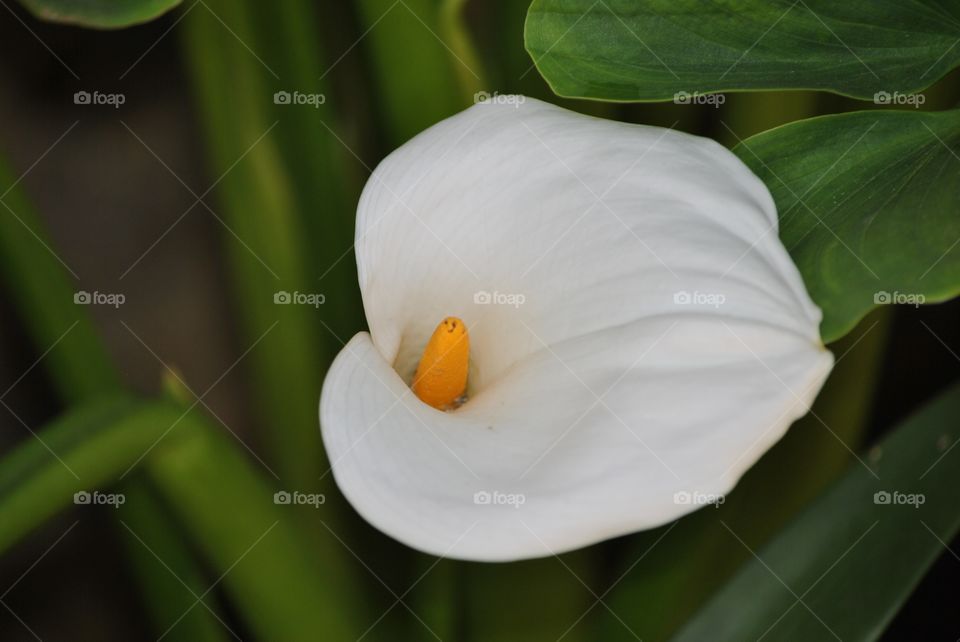 flower glass of milk