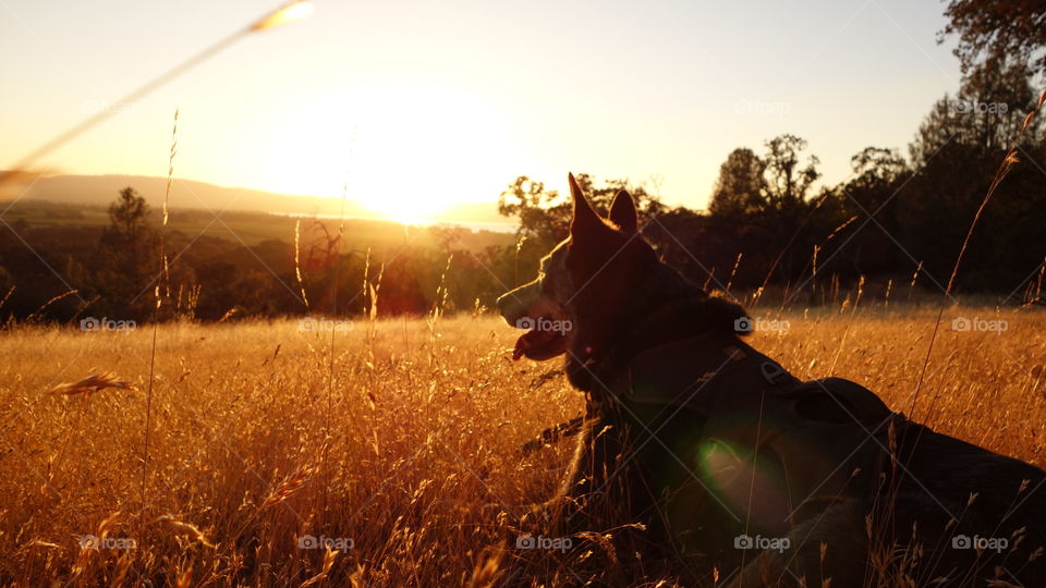 A pet dog enjoying the sunset