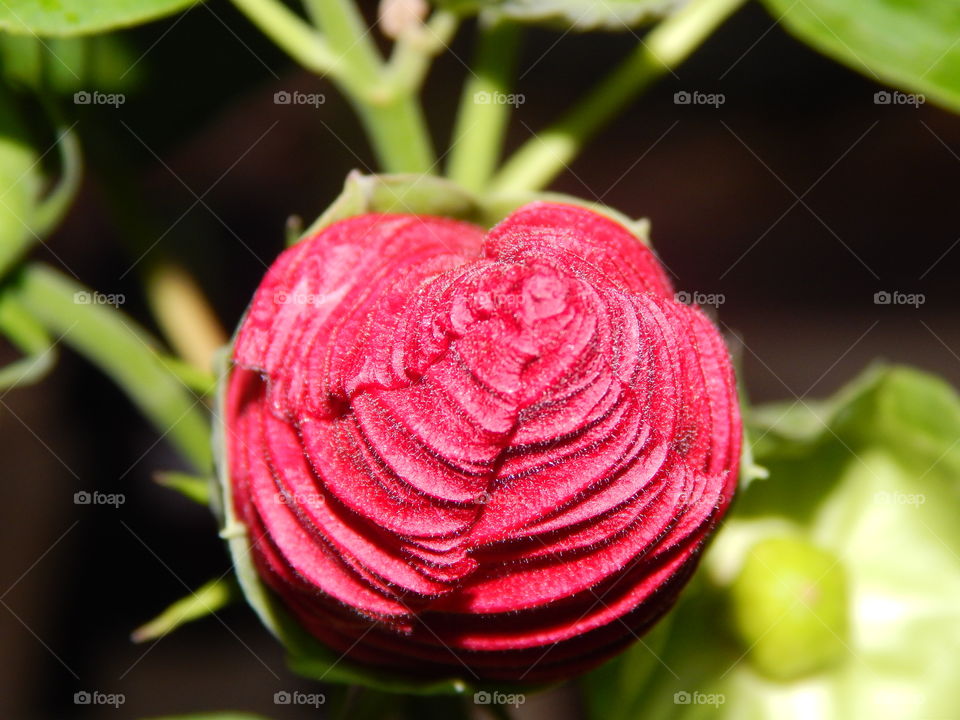 Beautiful red bud of a flower