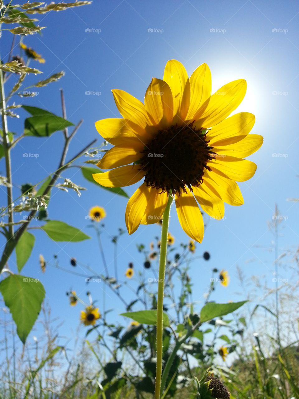 sunflower out in nature