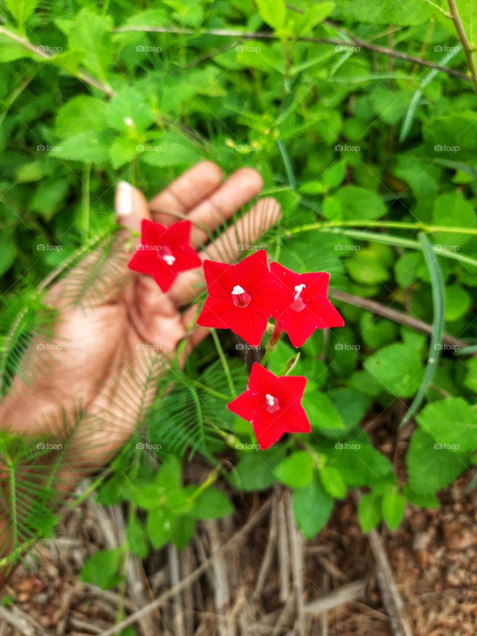 Beautiful red Cypress vine flowers