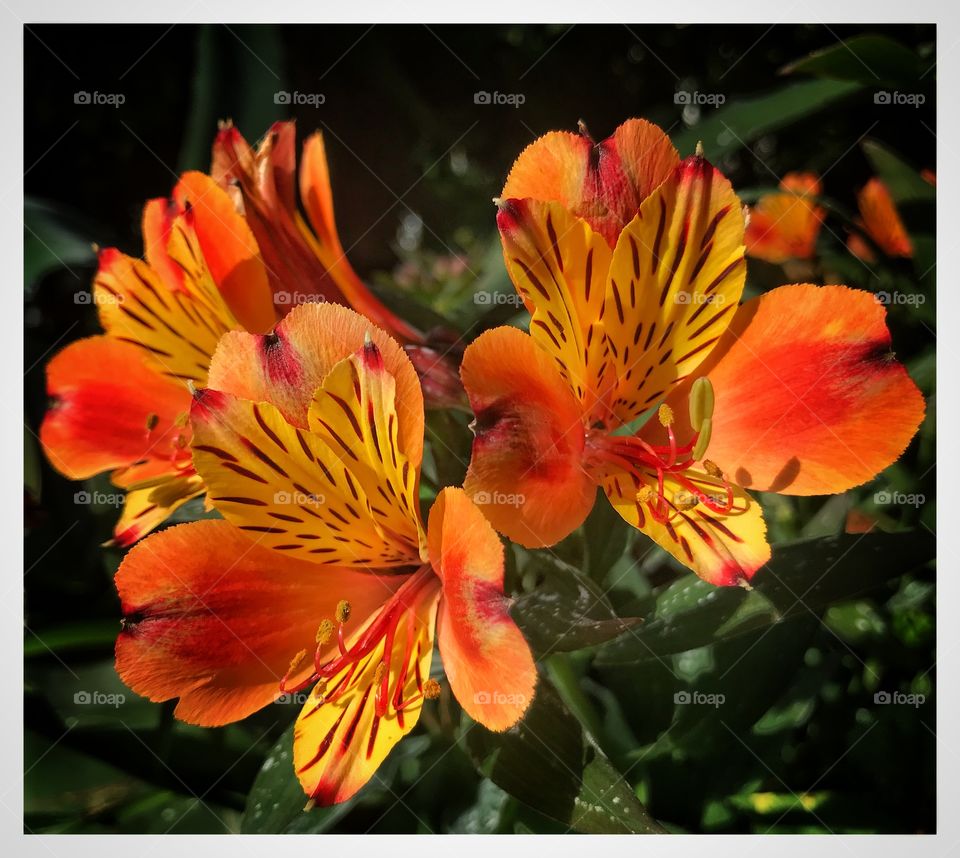 close-up of orange flowers in a garden