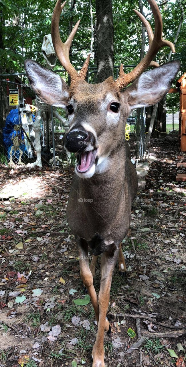 “Boo Boo Buck” a wild deer who lives in my backyard. 