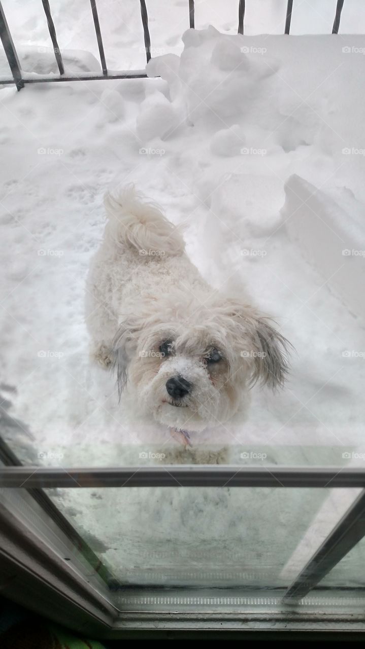 Dog, Mammal, Snow, Winter, Canine