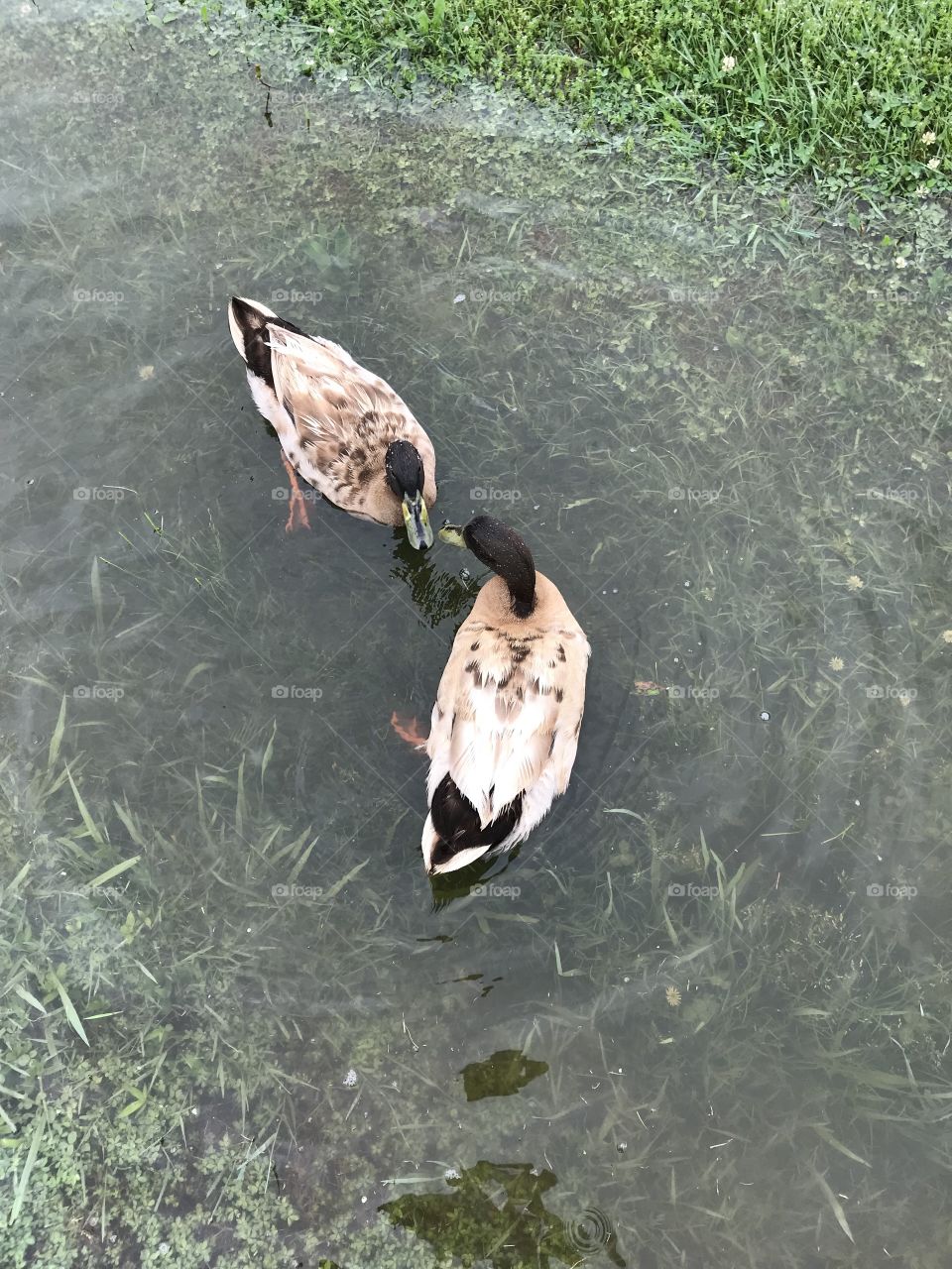 Ducks 