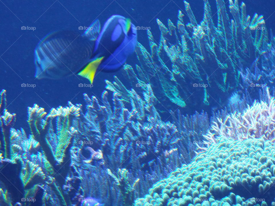 dory