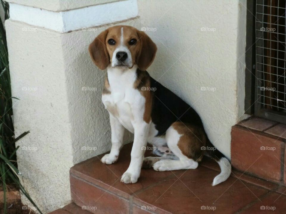 Our beautiful Beagle.