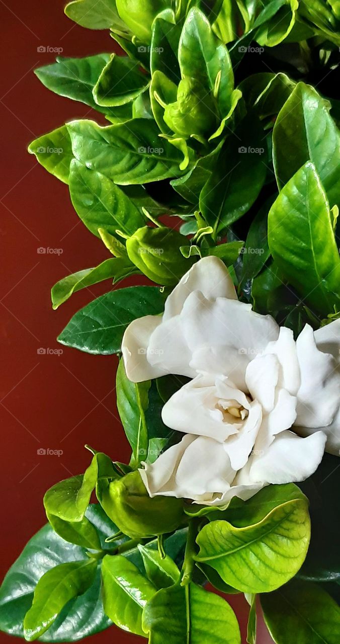 Gardenia