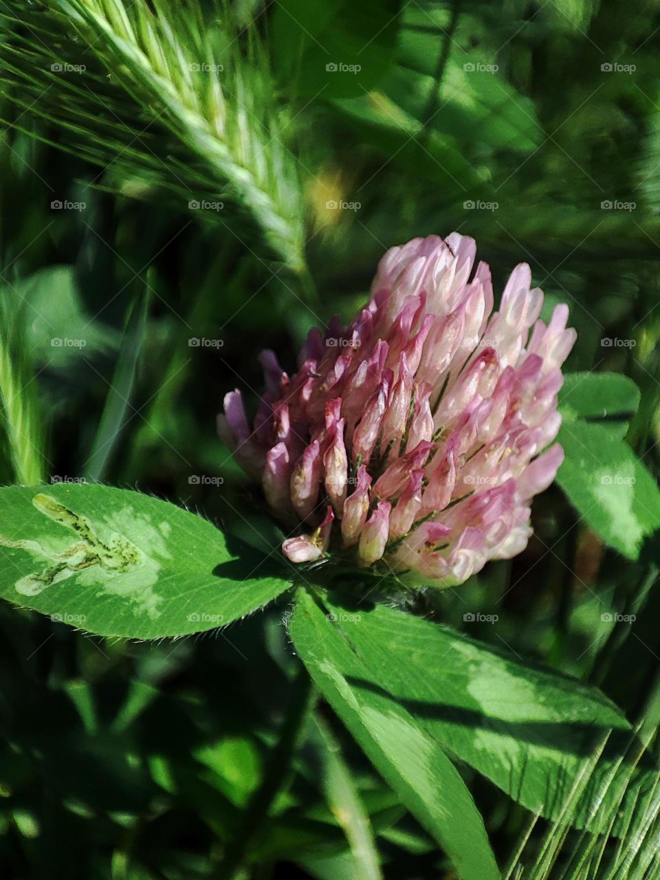 Macro photo of summer plants