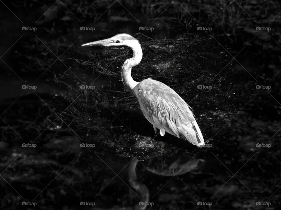 Egret 
