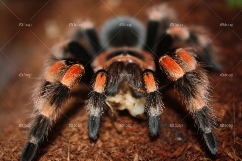 Tarantula. This is one of my pets. Mexican red knee