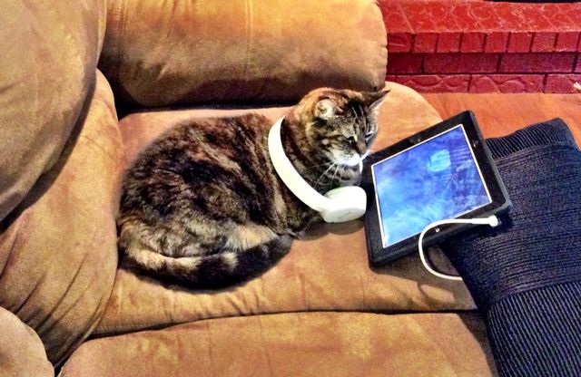 Cat and a Computer