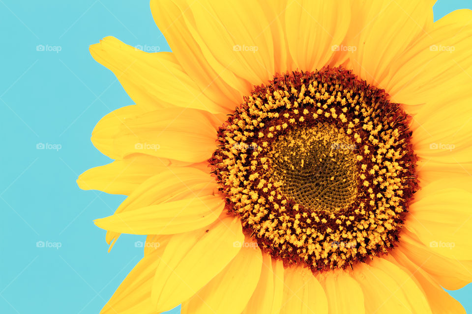 Sunflower. Close up of sunflower on a blue background