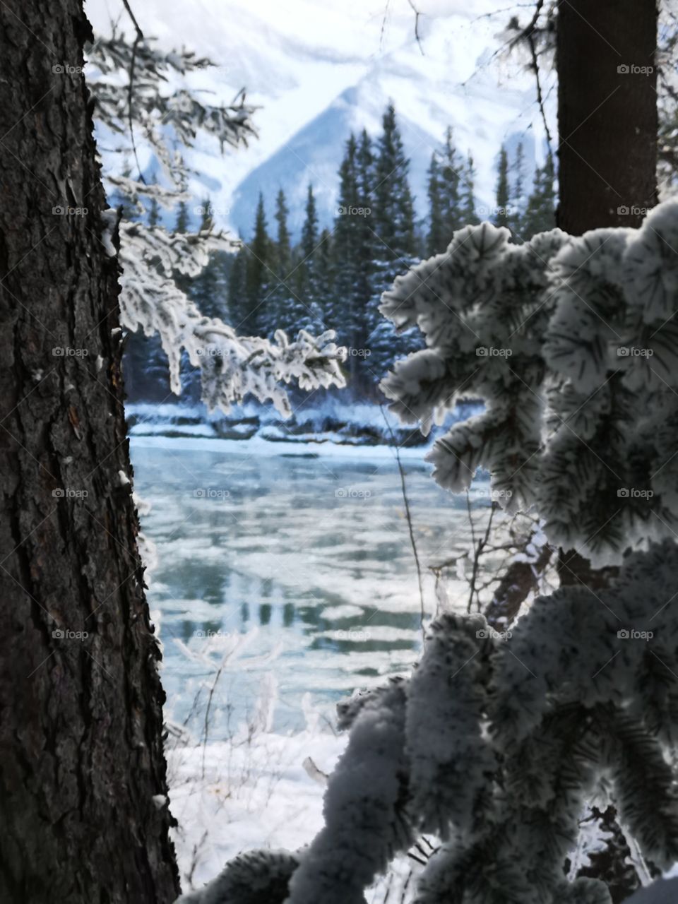 winter snow ice water river freezing trees with bark branches and mountain in background