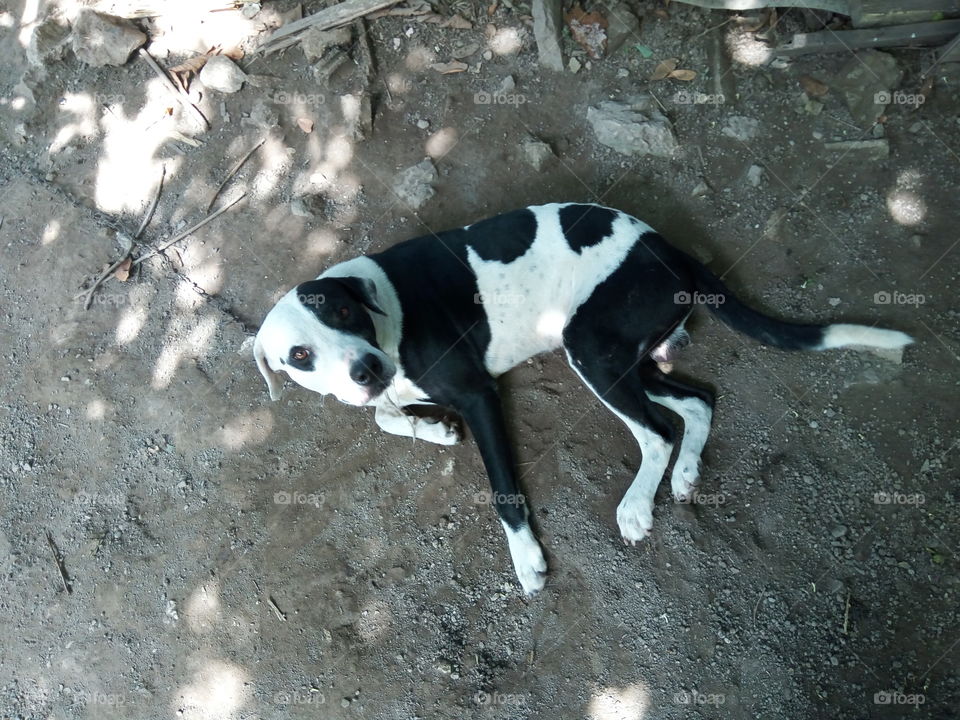 Mammal, No Person, Dog, Portrait, Nature