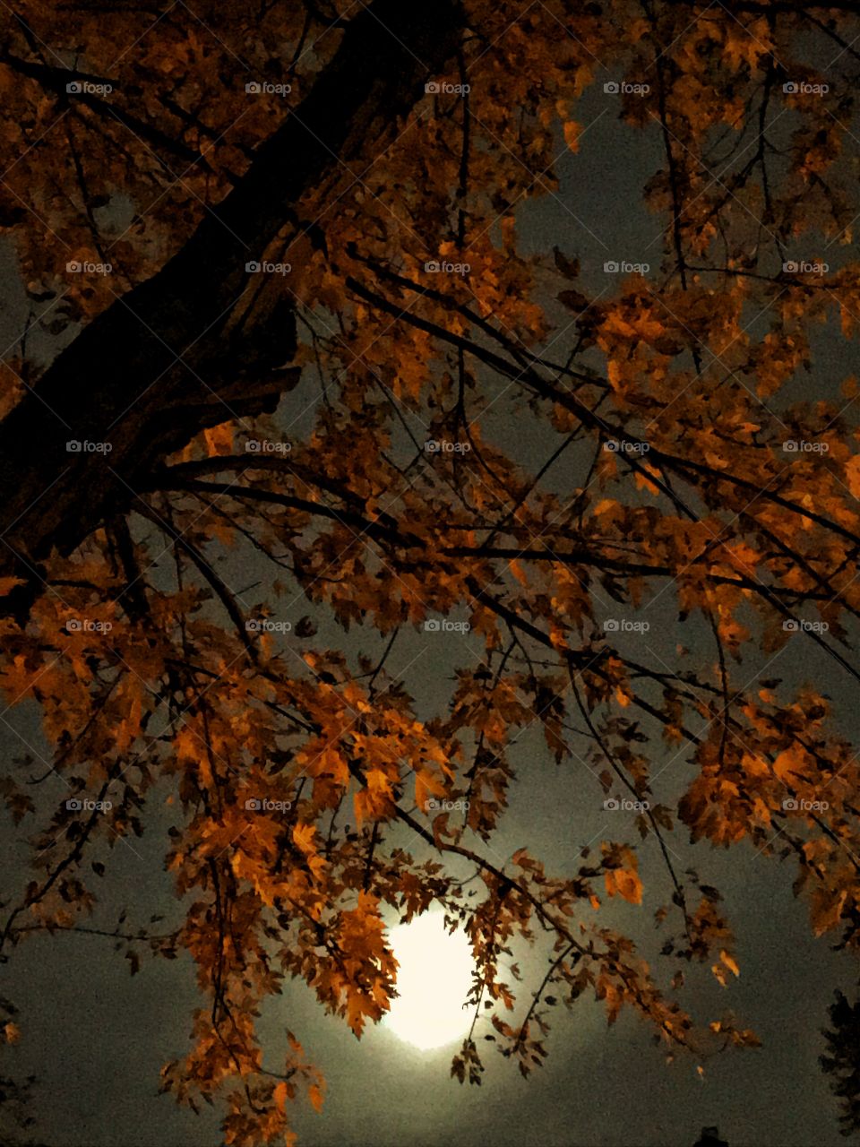 Maple tree with moon