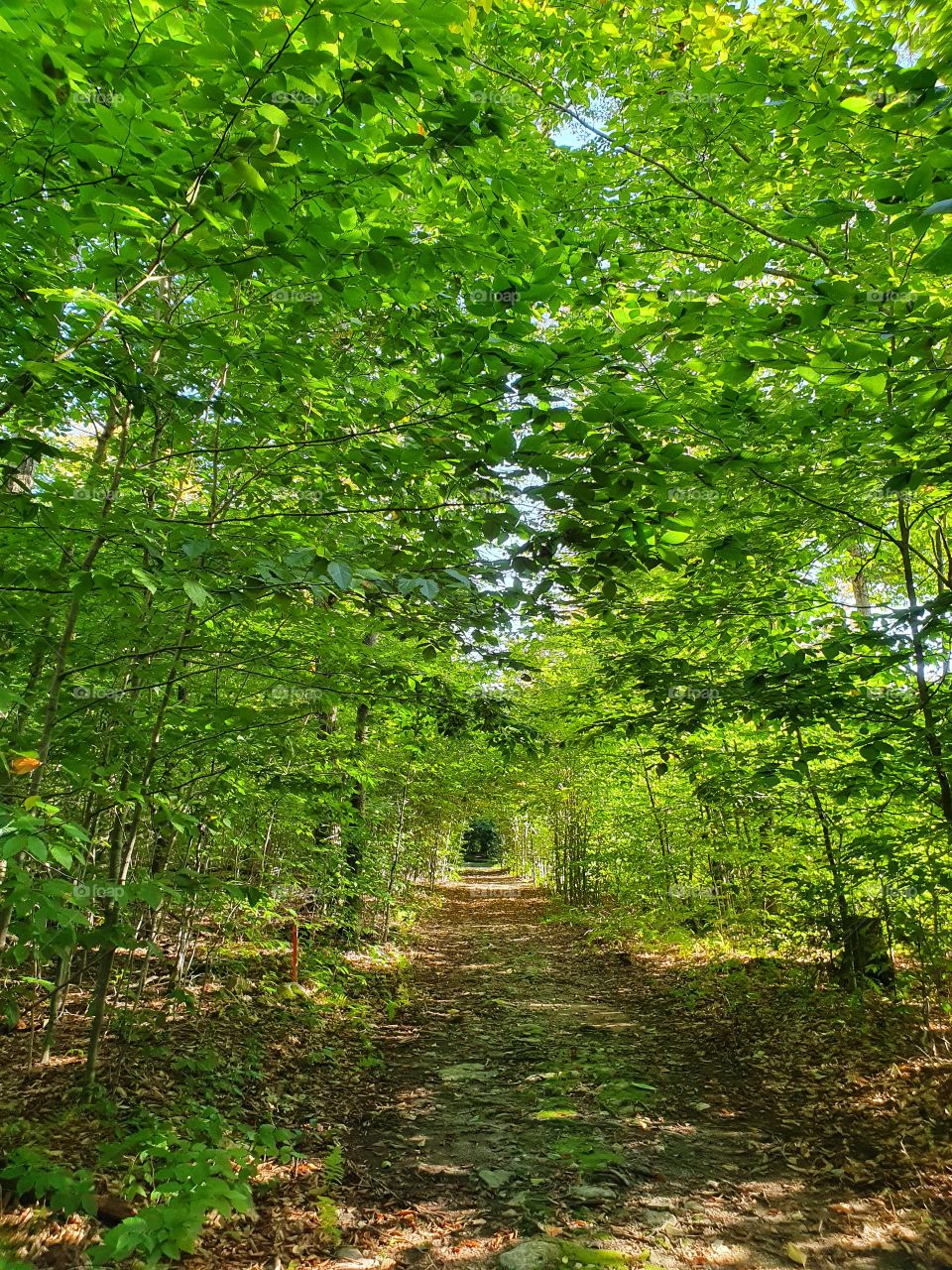 summer forest