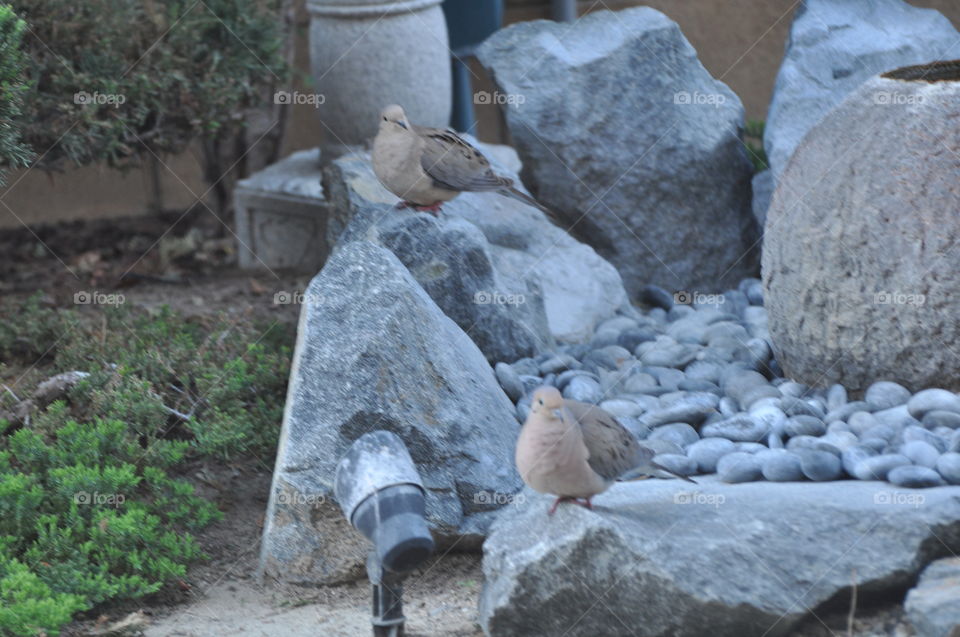 Dove couple