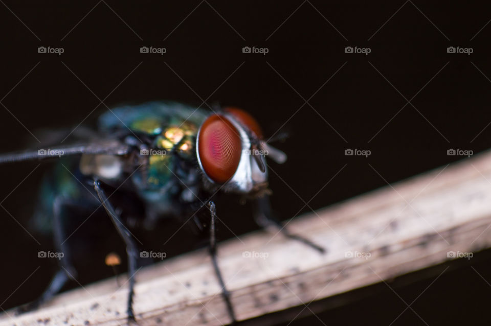 Detailed macro shot of garden fly's eye.