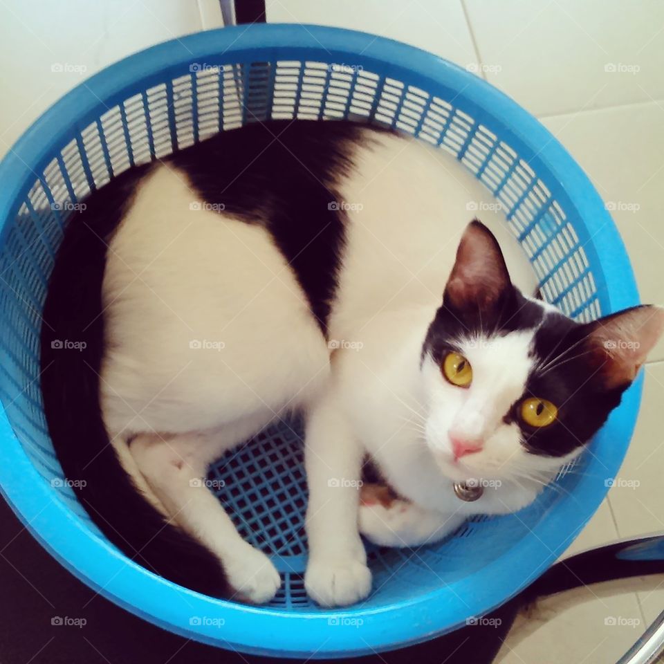 Cat in basket