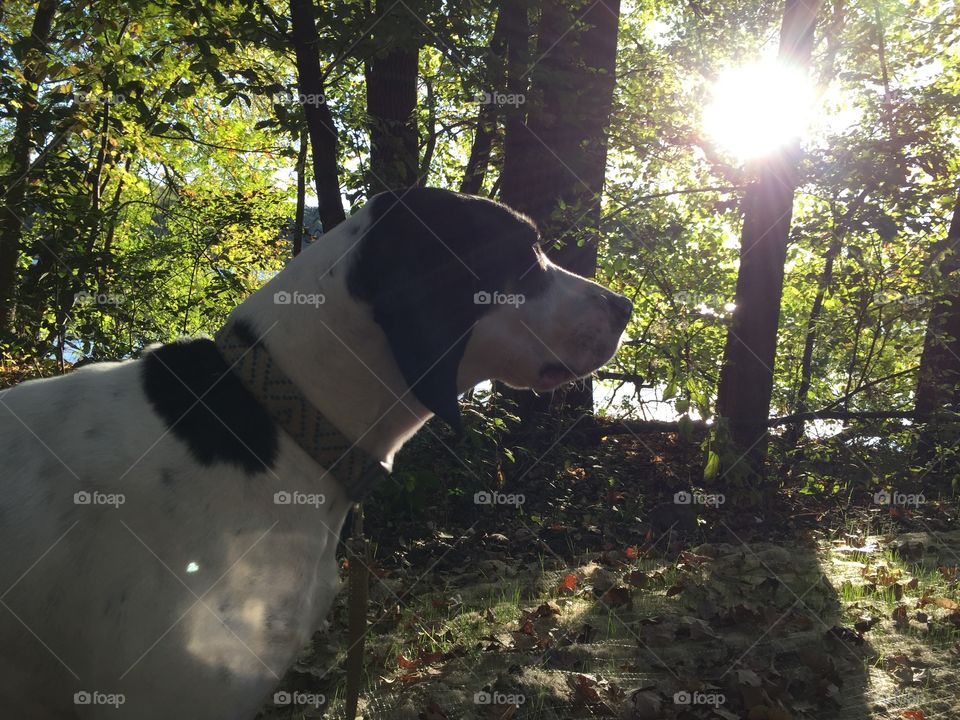 Beautiful day for a walk 