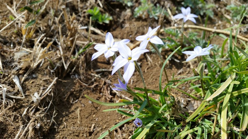 flowers