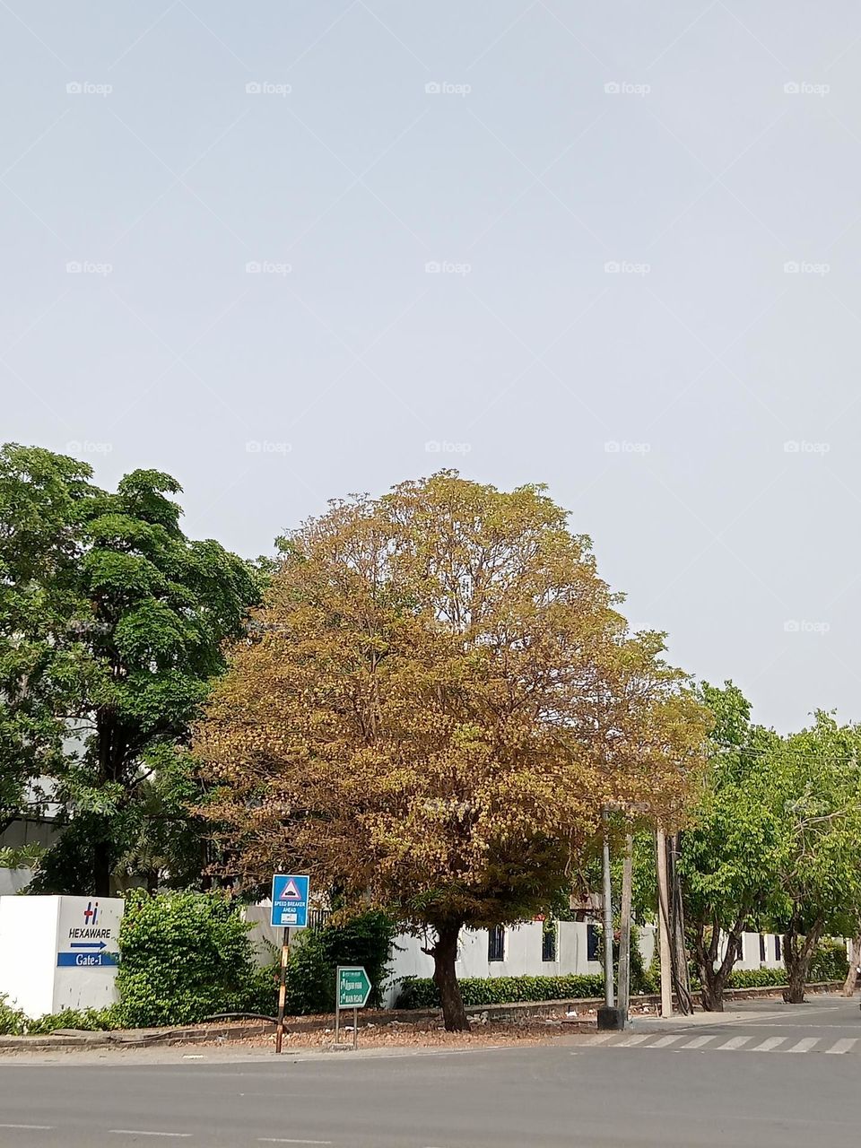 Ravarma VanguvO / Golden Tree / Biggest Beauty / Different Leaves /Strange leaves