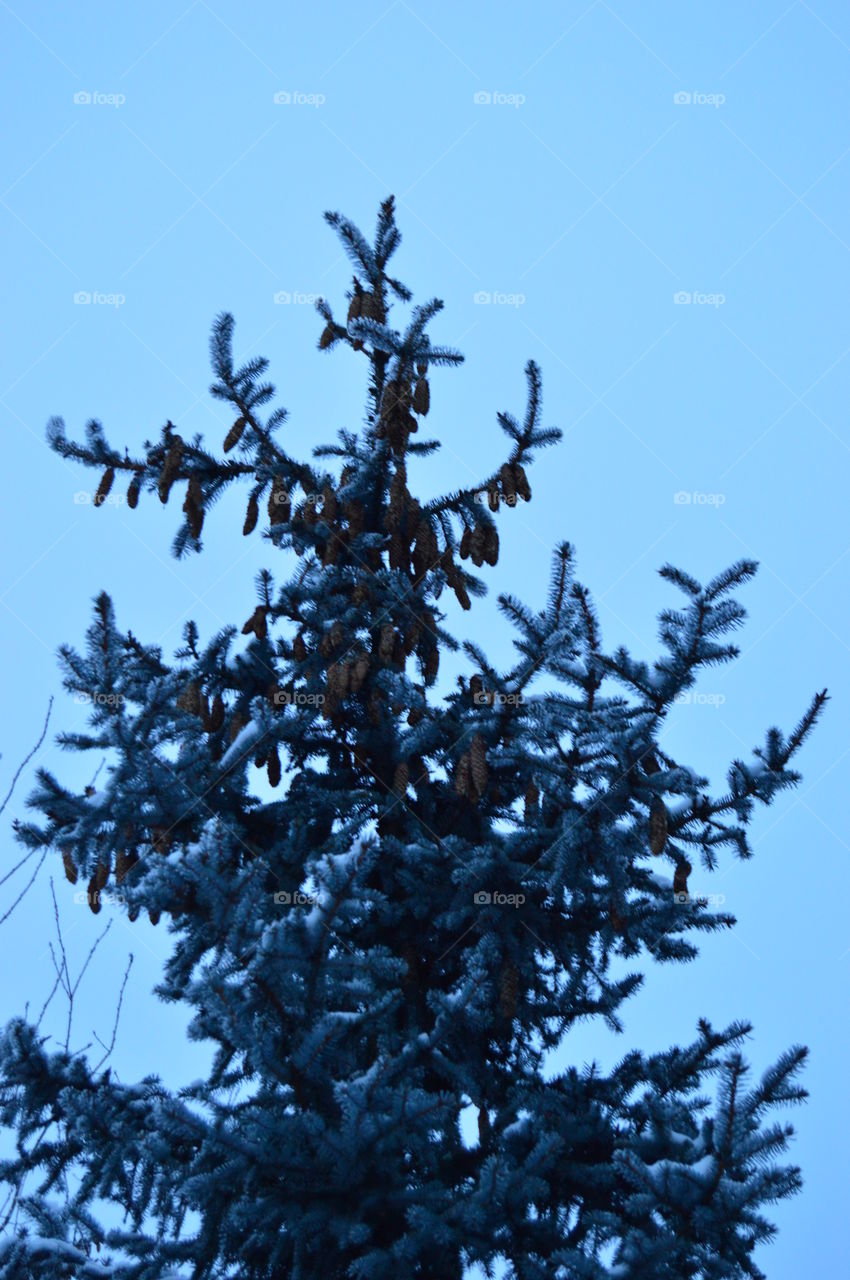 Snow, winter, blue spruce, needles, tree,