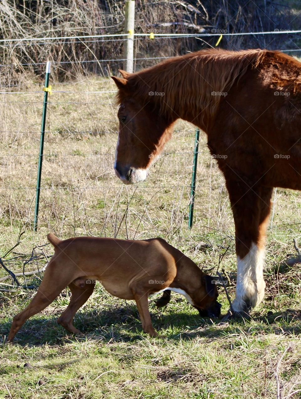 Boxer checking out a large horse