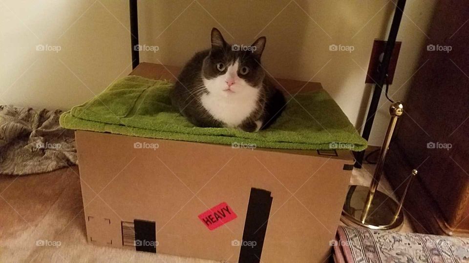 Jasper on a box