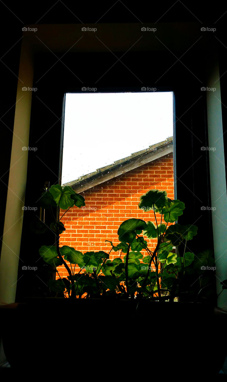 Pelargonium on a window sill