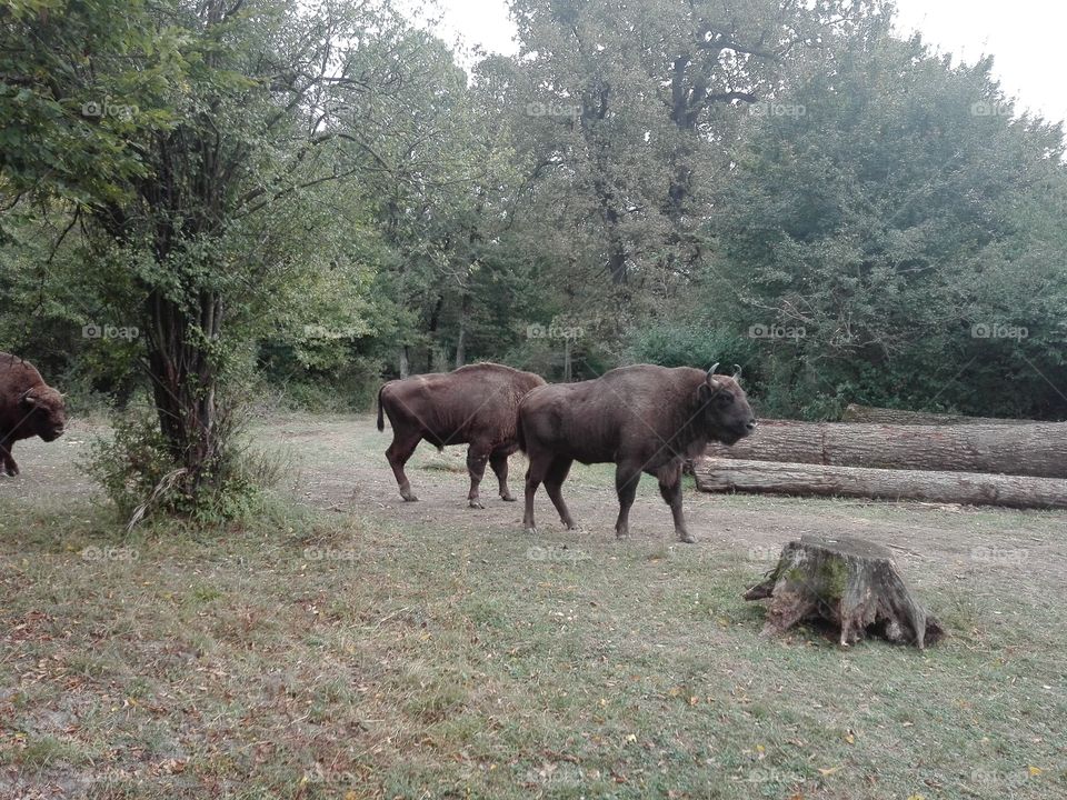 bison bonasus
