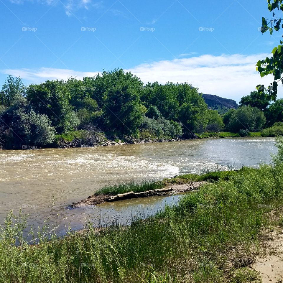 Small Rapids in the Woods