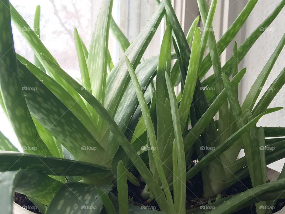  aloe vera plant growing inside my house in winter 