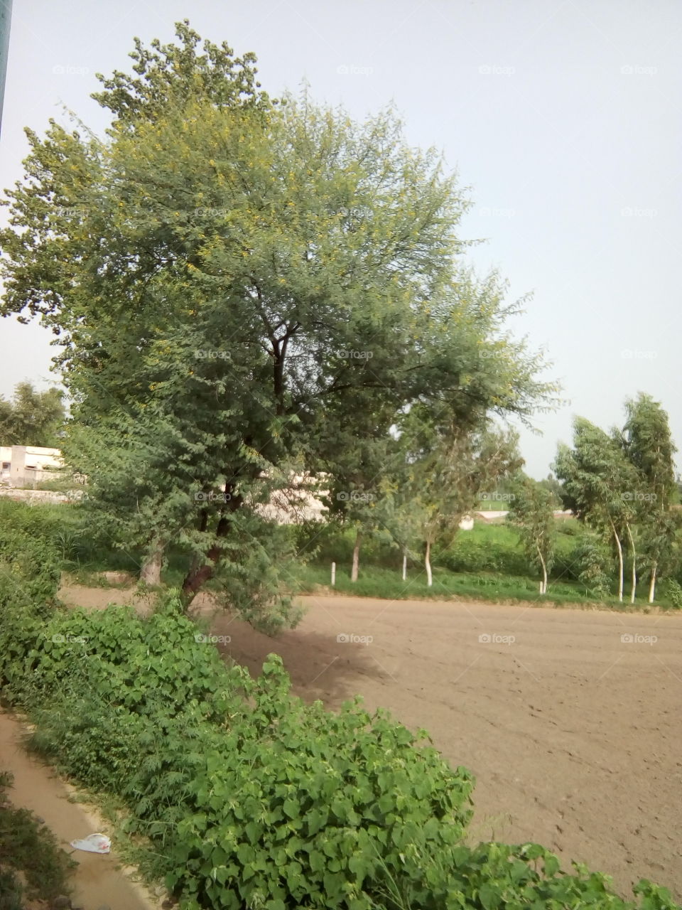 natural beautiful seen of a village in India