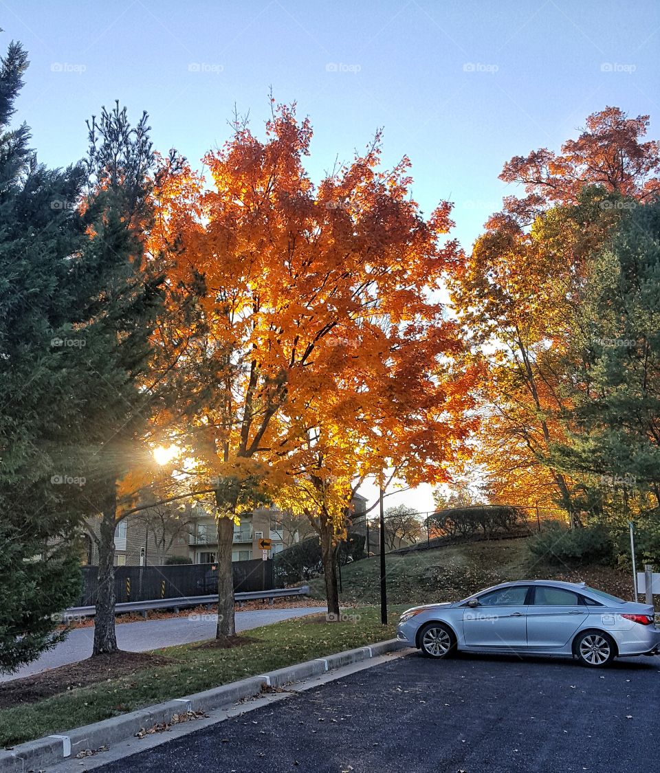 Sunlight Through The Trees
