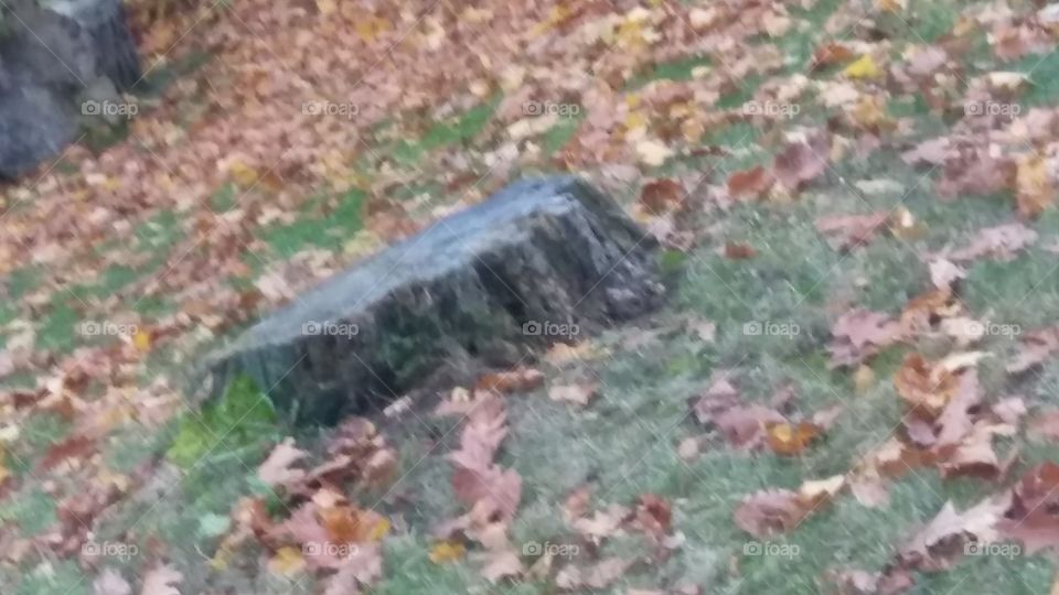 Stump in the ground.