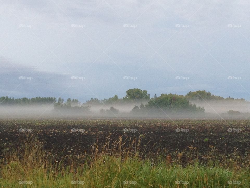 Fog field 