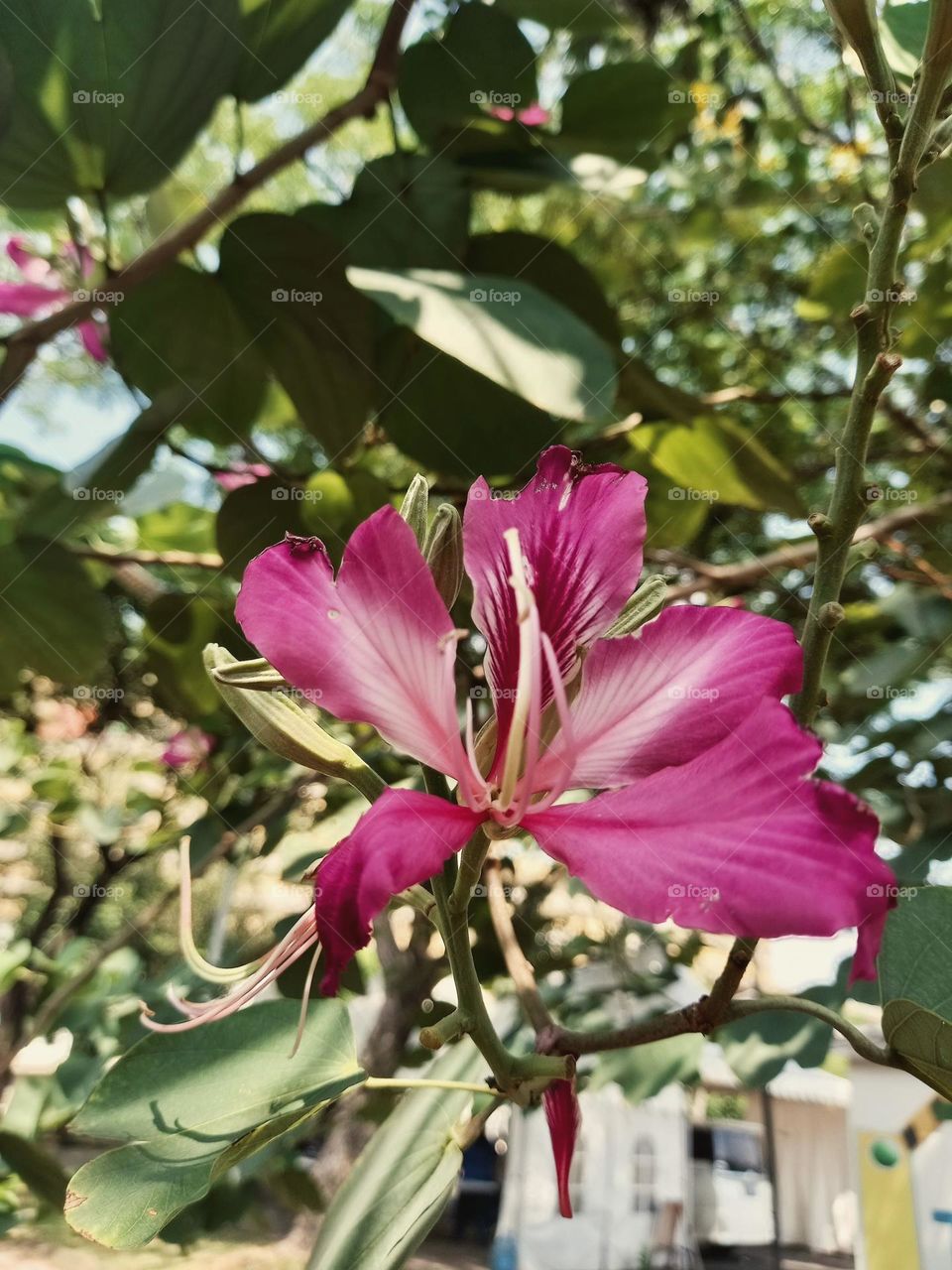 Flowers with beautiful colors