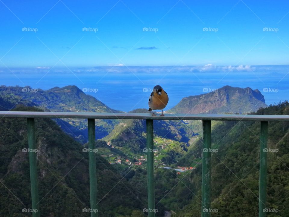 Curious bird 🐦 @ Madeira Island