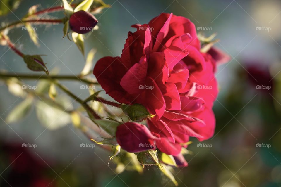 Red Rose shine