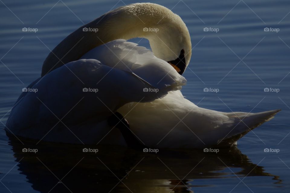 Swan On Lake