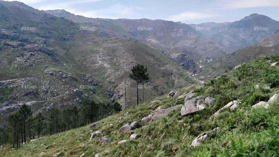 Tree alone in the stone mountains