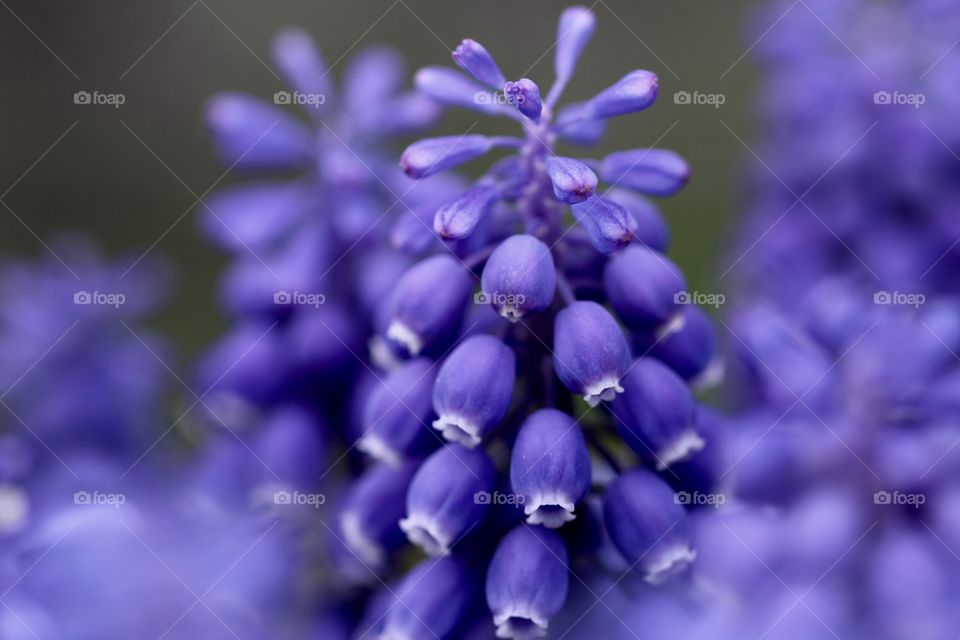 Macro Grape Hyacinth 2