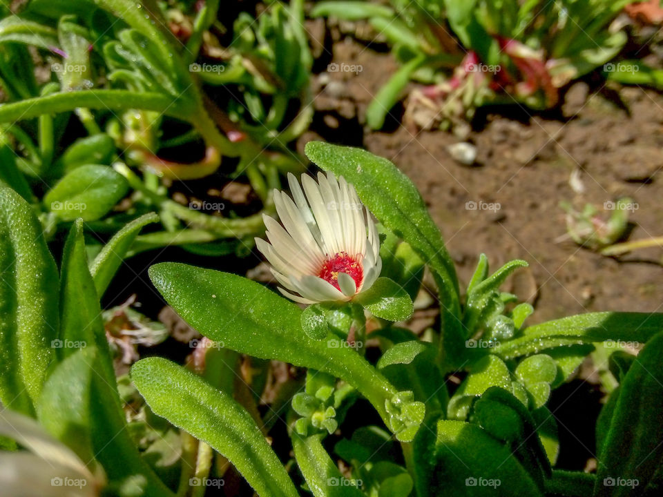 garden little flower