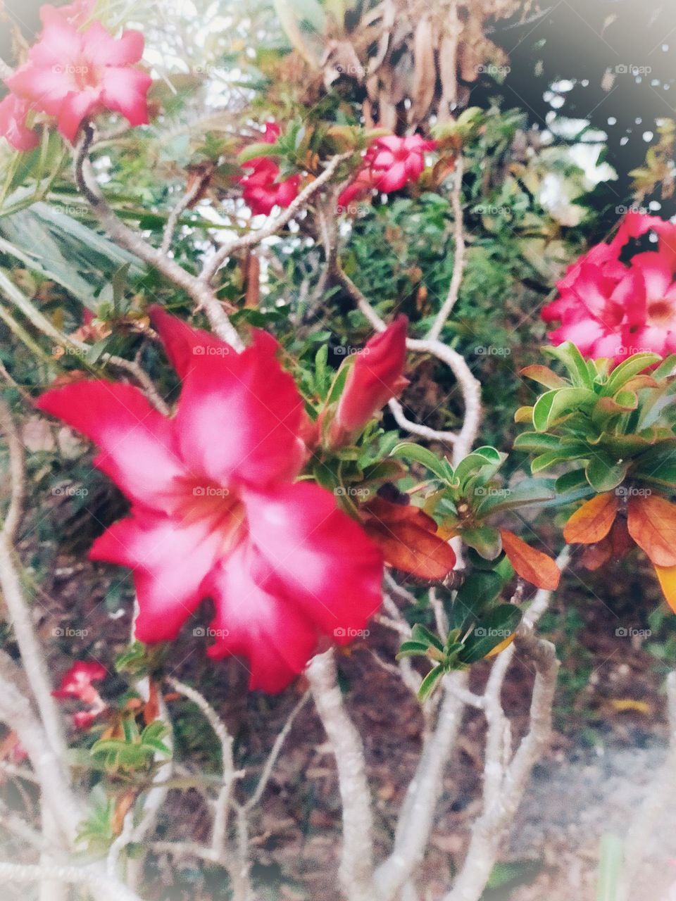 Flowers, plants, including wood grains that have different colors.